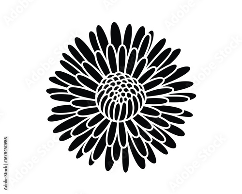 Helichrysum flower illustration, striking black and white botanical artwork isolated on white background, elegant floral design suitable for editorial decorative and creative use.