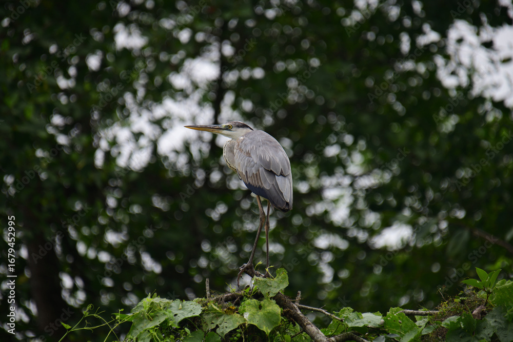 Fototapeta premium A beautiful grey heron with a long orange beak stands perched on a branch, its feathers a soft blend of grey and blue. The background is a bokeh of green and white.