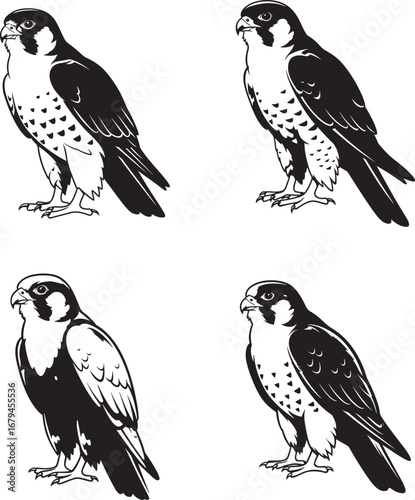 Four detailed falcon bird silhouettes in black and white