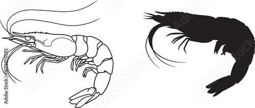 Two shrimp one detailed drawing and one black silhouette
