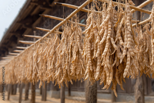 Drying beans outside a traditional house on a bamboo frame, preserving the harvest in a natural and time-honored method.