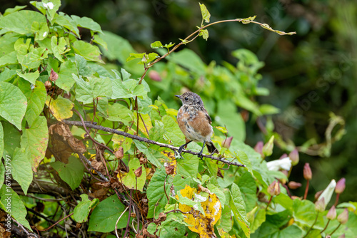 Photography Juvenile European Stonechat (Saxicola rubicola), common in coastal scrub and hea