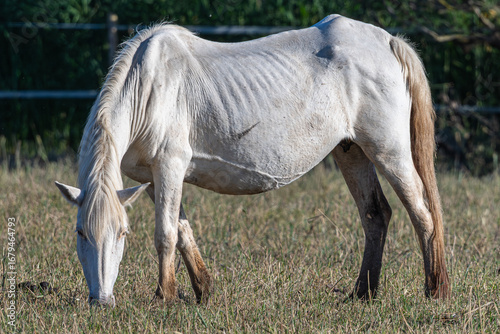 White equus caballus grazing in a field, its ribs visible due to malnutrition