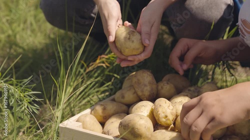 fresh potatoes hands farmer. farming concept. growing young potatoes as bioproduct healthy diet vegetables. Agriculture. large crop tuberous roots bio food. export food grown land farm plantations.