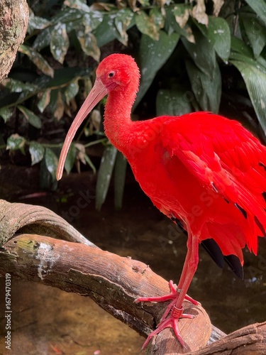 red billed stork