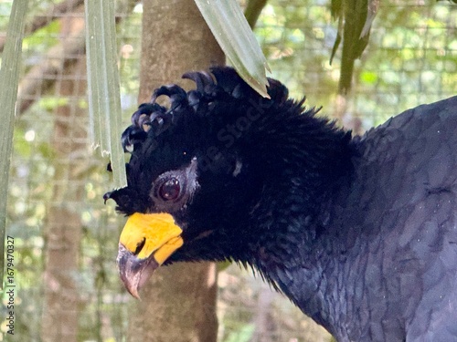 close up of a bird