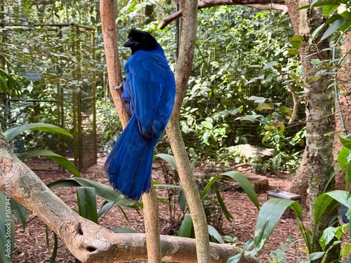 Blue Birds brazil