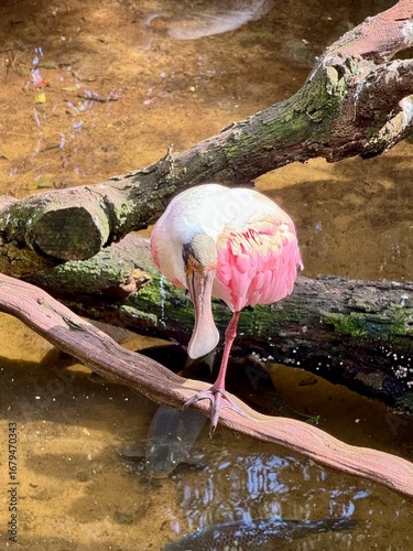 pink flamingo in the water
