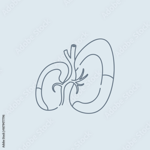 Detailed illustration of human kidneys showcasing anatomical structure, ideal for educational and medical purposes