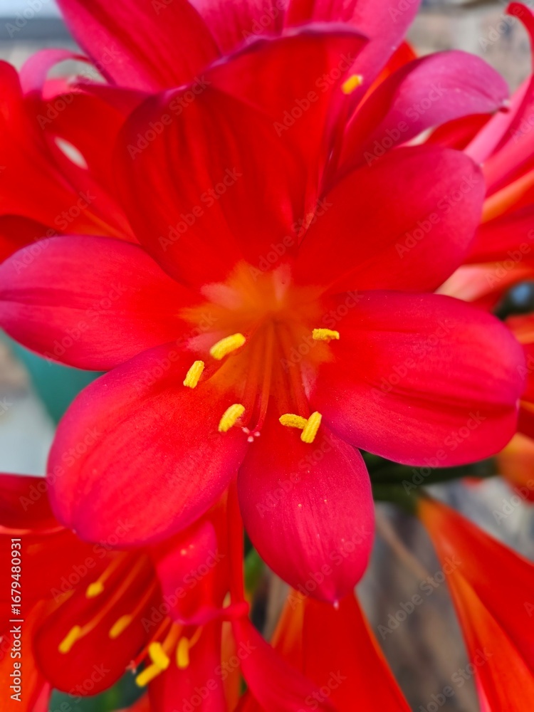 Naklejka premium red and yellow flower