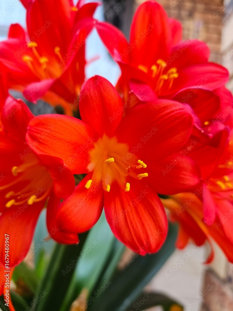 Naklejka premium red and yellow flowers