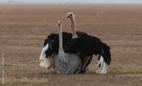 Photography Ostrich pair on safari in Africa