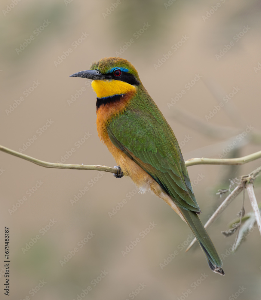 Obraz premium A kingfisher on safari in Africa 