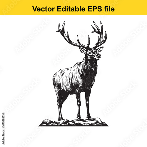 An elk majestic stag with large antlers standing on rocky ground, isolated on white background