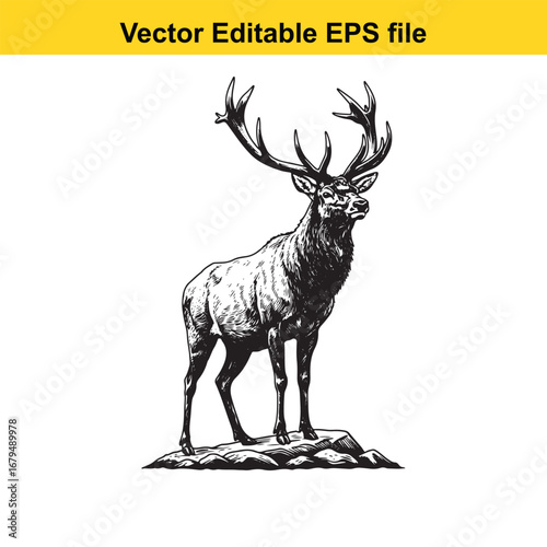 An elk majestic stag standing on rocky ground, isolated on white background