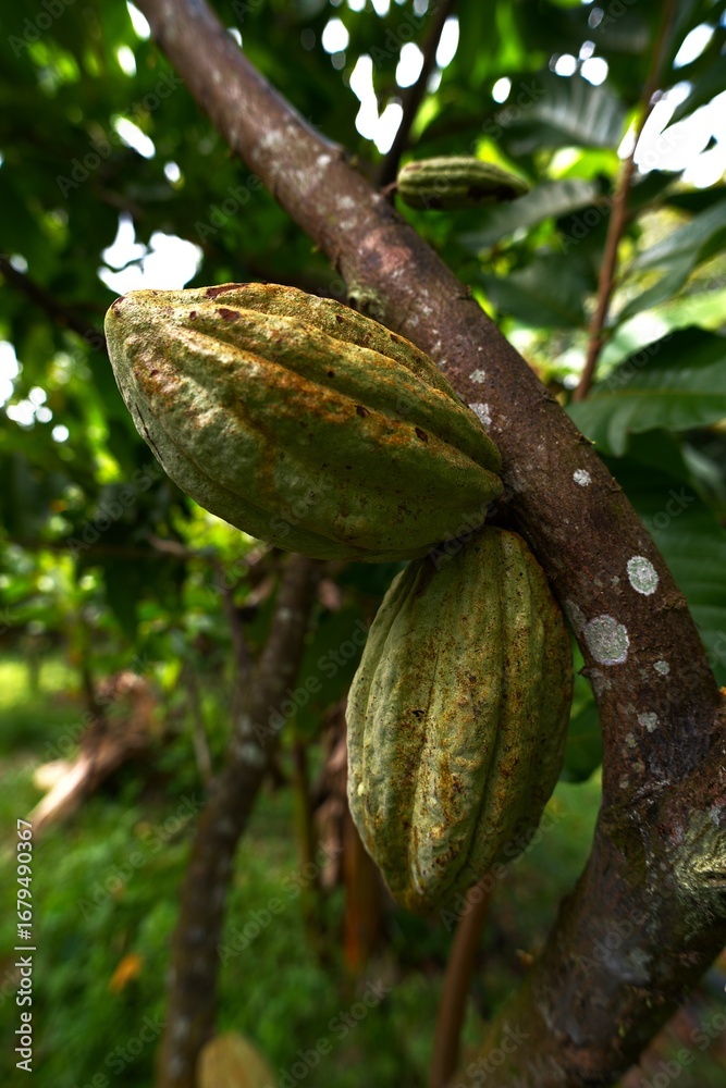 Fototapeta premium Ripe cacao pods growing on tree trunk in tropical plantation