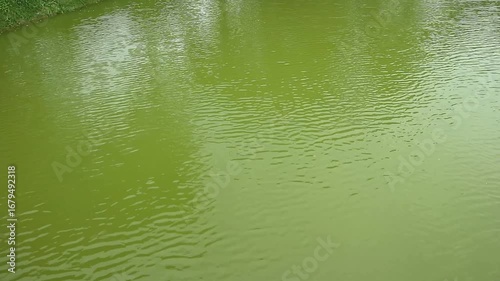 A calm, greenish body of water shows slight ripples on the surface, with reflections of the trees and sky. The scene is peaceful and stil