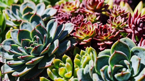 diverse array of vibrantly hued succulent flora prospering under intense solar rays within lively garden environment on balmy day