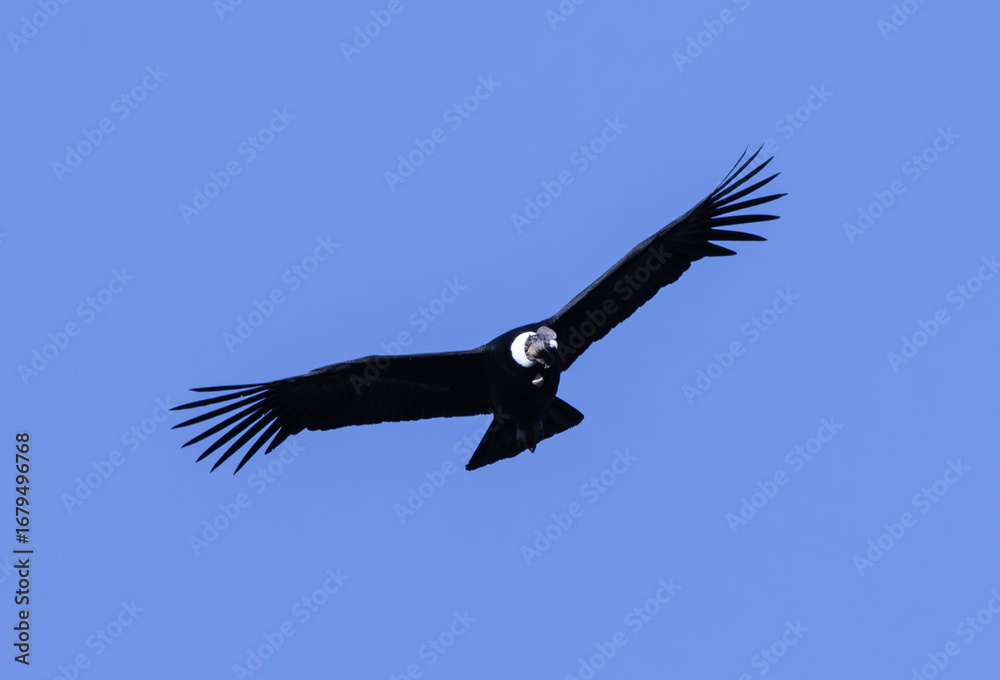 Obraz premium Vultur gryphus