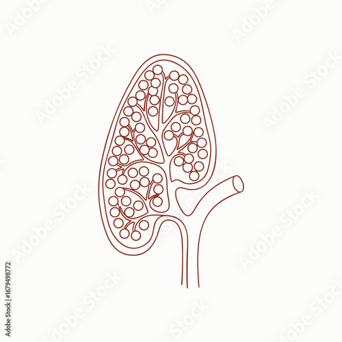Abstract illustration of a kidney structure with detailed vascular patterns against a minimalistic background