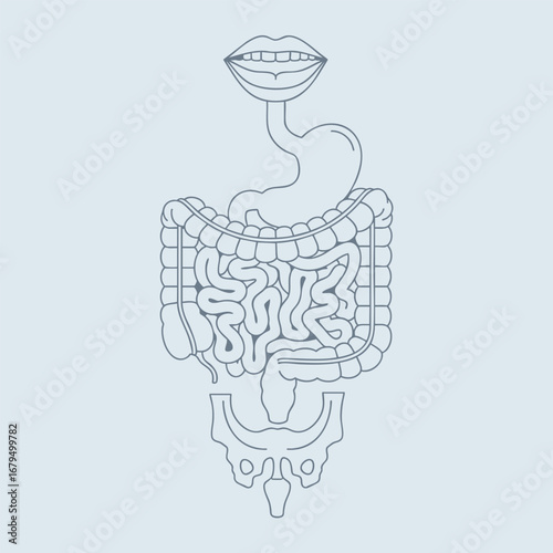 Abstract illustration of human digestive system with stylized mouth, emphasizing anatomy and health concepts