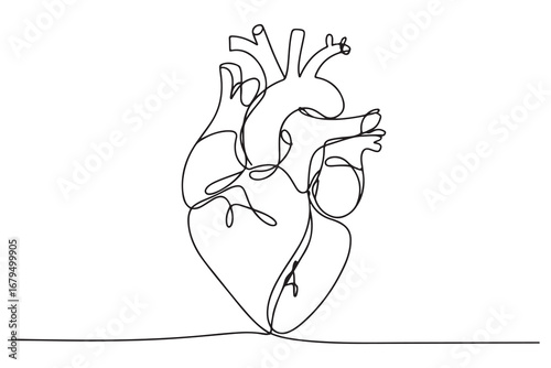 Continuous one line drawing of human heart with blood vessels anatomical heart outline vector illustration
