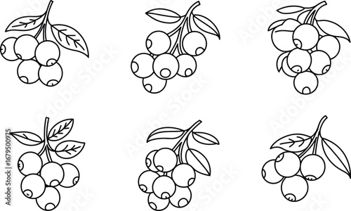 Hand drawn blueberry branches with leaves in sketch style