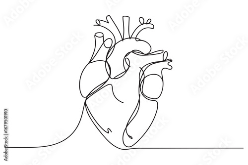 Continuous one line drawing of human heart with blood vessels anatomical heart outline vector illustration
