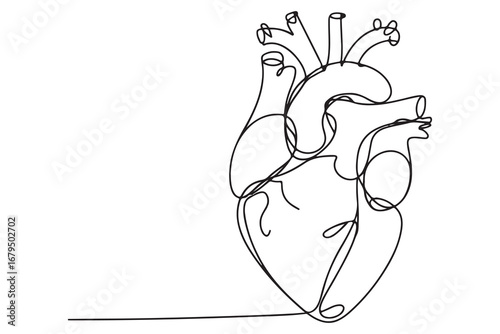 Continuous one line drawing of human heart with blood vessels anatomical heart outline vector illustration
