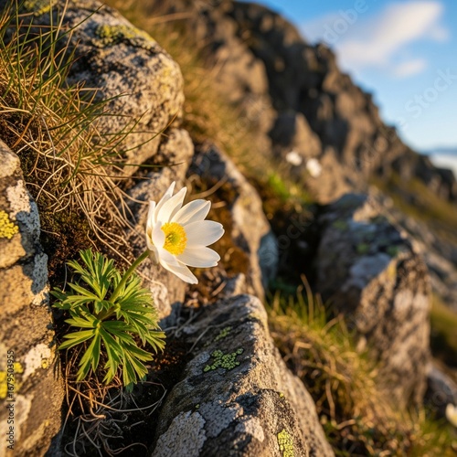 flowers on the rocks