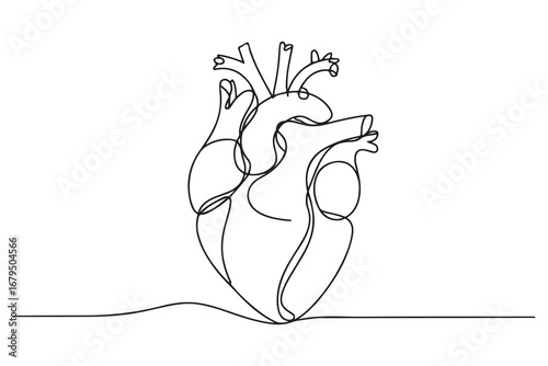 Continuous one line drawing of human heart with blood vessels anatomical heart outline vector illustration
