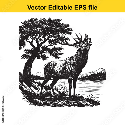 An elk majestic stag with antlers roaring by a lake in a detailed black and white illustration