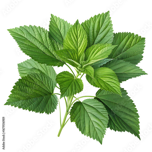 Molokhia, mouloukhiya, mulukhiyah, malukhia, mallow, nalta jute, jute molokhia, light falls on it from an angle making it more clear and attractive, close-up, transparent background