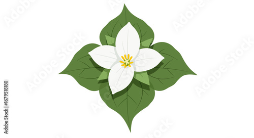 A delicate white trillium flower with vibrant green leaves arranged in a symmetrical pattern on a white background