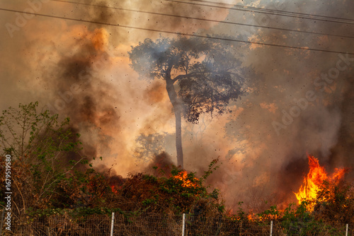 Cena de um incêndio em um bosque no meio da cidade. Muito fogo e fumaça.