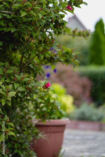 Green Bush with Pink Flower Buds in a Garden