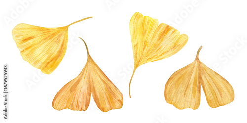 Golden gingko biloba leaf watercolor illustration clip art on isolated background. . Leaves in autumn colors. Fall gingko foliage in realistic style. For botanical designs, Asian patterns.