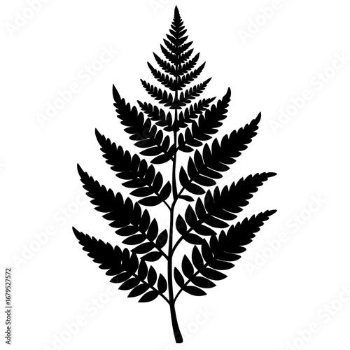 Minimal Shadow Fern Black Silhouette Vector Illustration on White Background