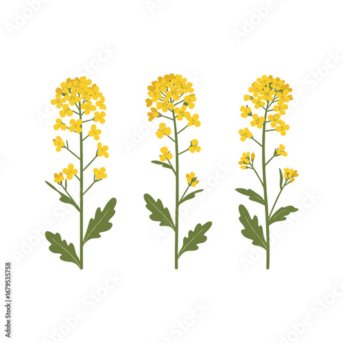 Three stalks of blooming yellow flowers with green leaves
