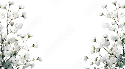 Banner with watercolor white gypsophila. Branches with white gypsophila flowers on an isolated background. Template for wedding and romantic designs. Watercolor white wedding flowers.