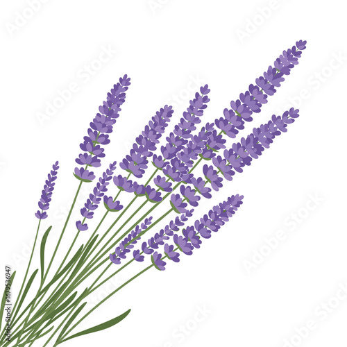 Beautiful blooming lavender sprigs with green stems