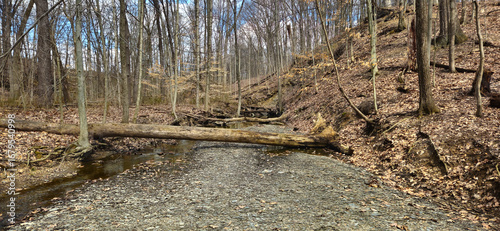 forest in the autumn with a creek