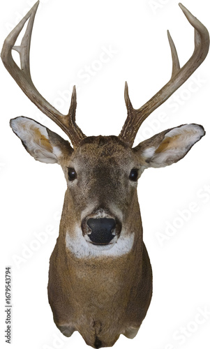 A buck with antlers mounted, with a transparent background