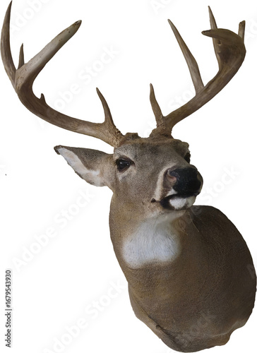 A buck with antlers mounted, with a transparent background