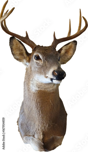 A buck with antlers mounted, with a transparent background