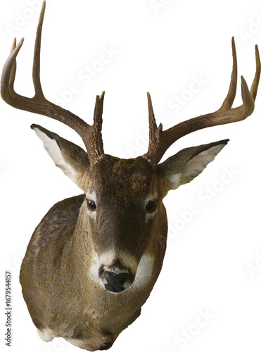 A buck with antlers mounted, with a transparent background