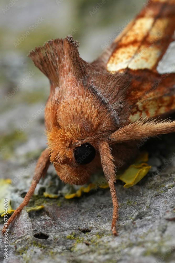 Obraz premium Closeup on a colorful Gold Spot, owlet moth, Plusia festucae