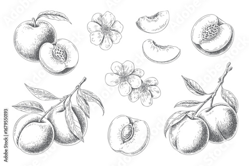 Hand drawn vintage peach fruit and flower set engraved style.