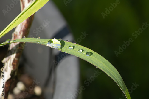 dew on a grass