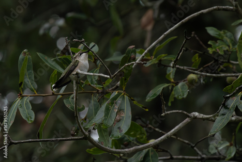 Hummingbird on a branch in rest